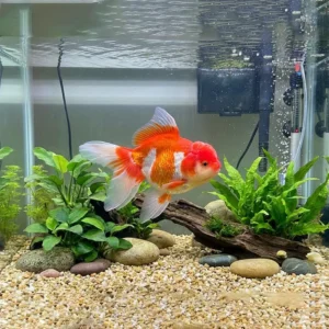 Bebek Yüz Oranda Three Colour L