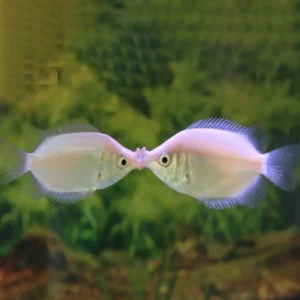 Pembe Öpüşen Gurami