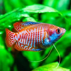 Colisa Cüce Gurami