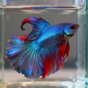 Dumbo Halfmoon Fil K. Beta