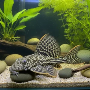 Kırmızı Leopar Vatoz