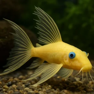 L144 Tül Vatoz Cüce