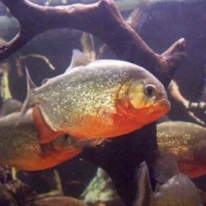 Nettari Yavru Pirana