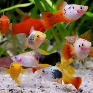 Dev Platy Karışık