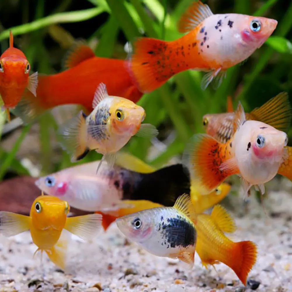 Dev Platy Karışık