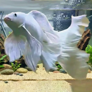 Platinum White Koi