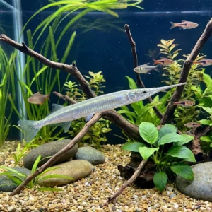 Platinium White Halfbeak