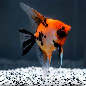 Red Devil Melek Angelfish