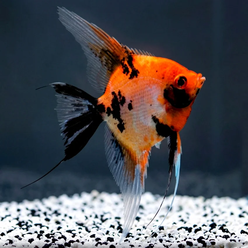 Red Devil Melek Angelfish