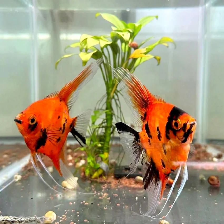 Red Devil Melek Angelfish - Görsel 3