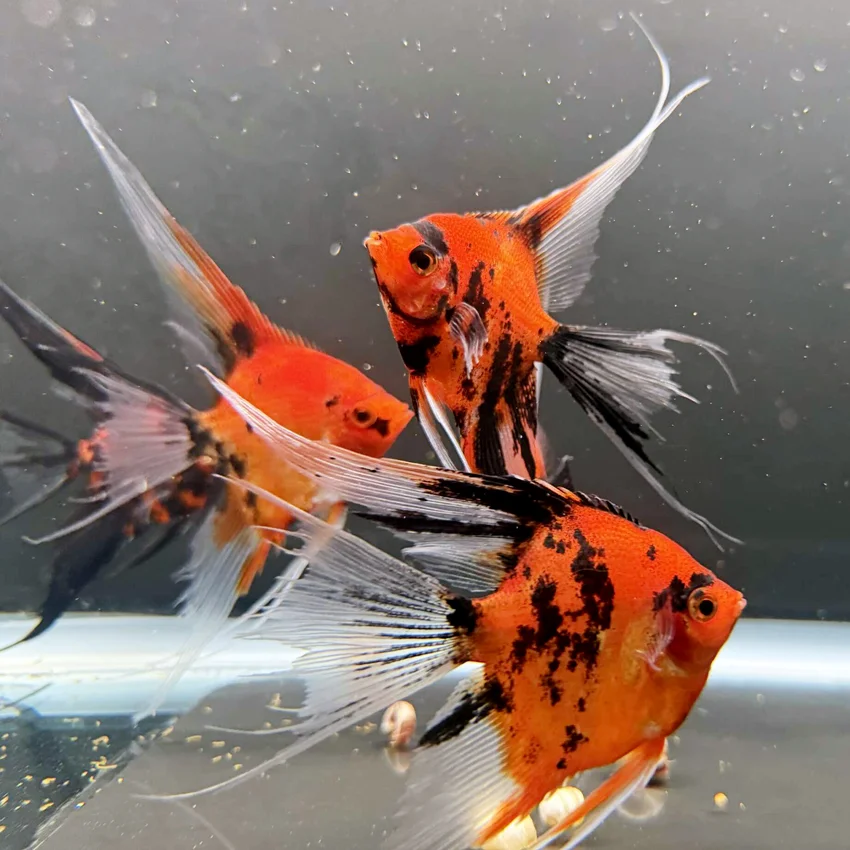 Red Devil Melek Angelfish - Görsel 2