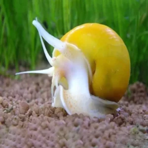 Sarı Elma Salyangozu