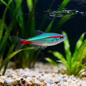Tetra Cardinal Neon